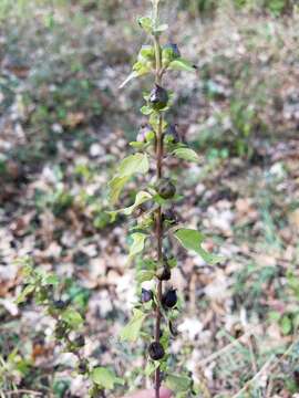 Dasistoma macrophyllum (Nutt.) Raf. resmi