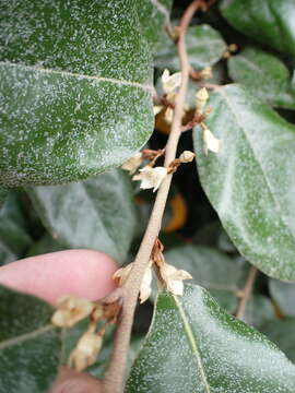 Plancia ëd <i>Elaeagnus</i> × <i>ebbingei</i>