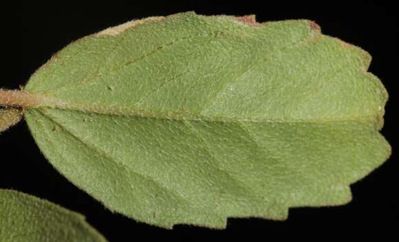 Image of Lindheimer's croton