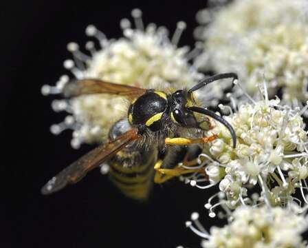 Image of Dolichovespula sylvestris (Scopoli 1763)