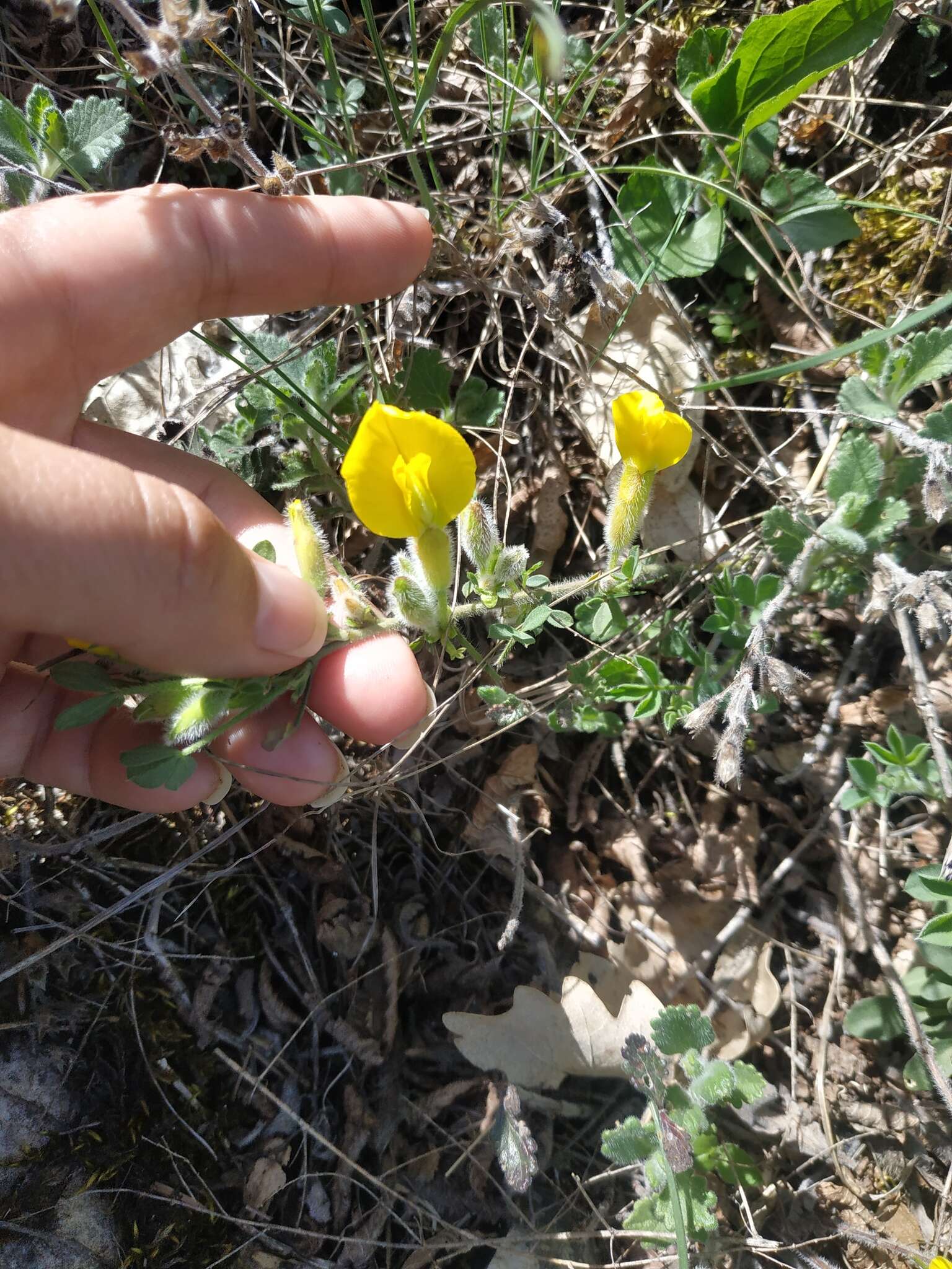 Слика од Cytisus hirsutus subsp. polytrichus (M. Bieb.) Hayek