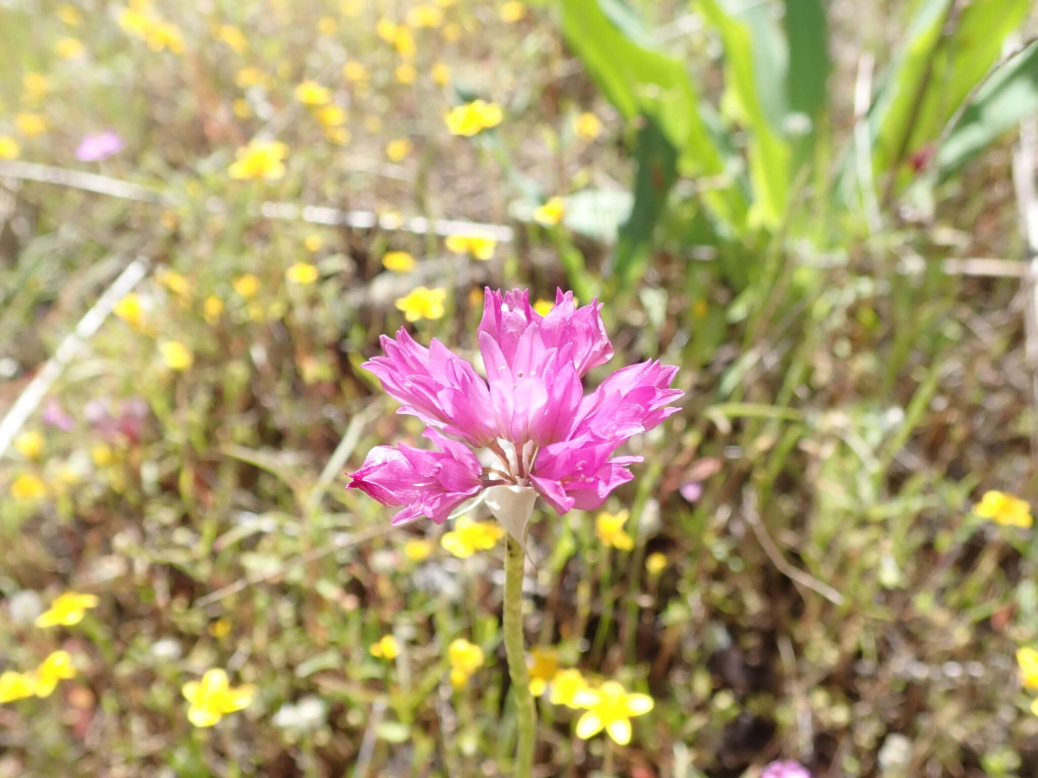 Image of jeweled onion