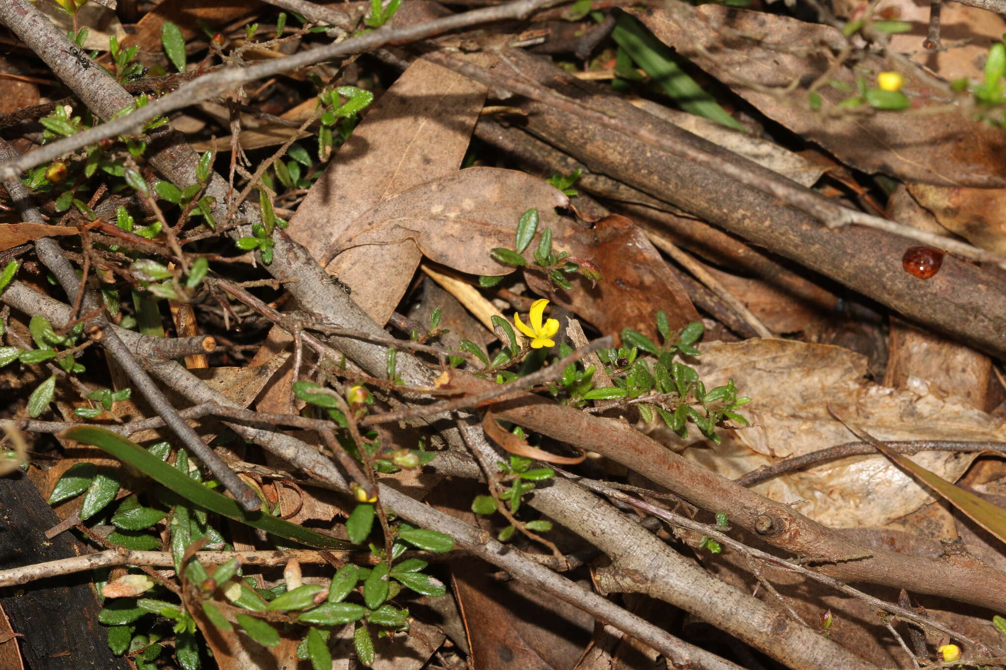 Sivun Hibbertia empetrifolia (DC.) Hoogland kuva