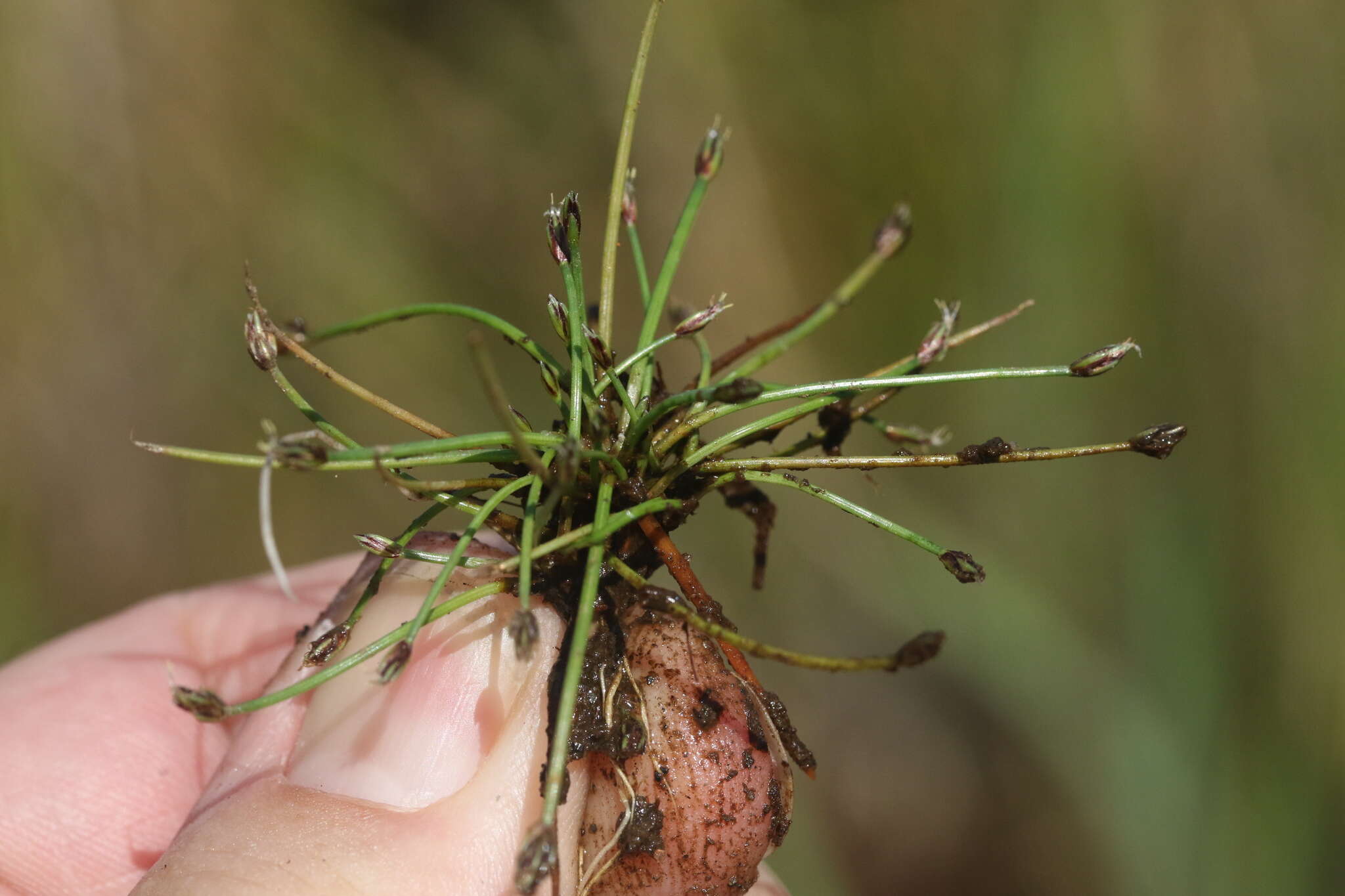 Eleocharis flavescens (Poir.) Urb.的圖片