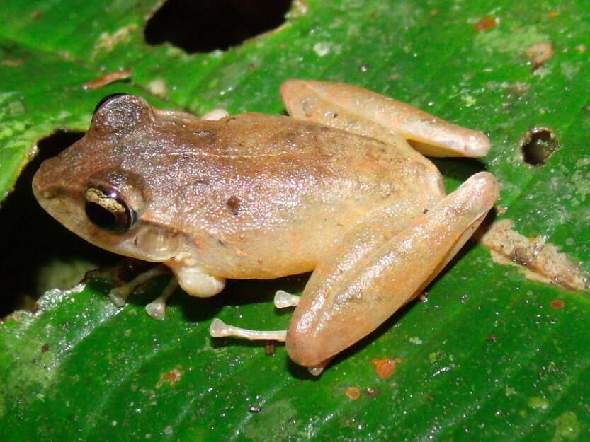 Image of Isla Bonita Robber Frog