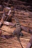 Image of Collared iguana