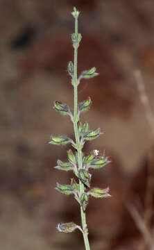 Imagem de Salvia spinosa subsp. spinosa