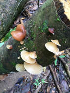 Image of Auricularia delicata (Mont. ex Fr.) Henn. 1893