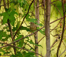 Image of Bachman's Sparrow