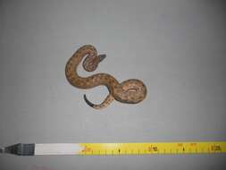 Tropidophis canus (Cope 1868)的圖片