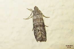 Image of Dioryctria abietella Denis & Schiffermüller 1775