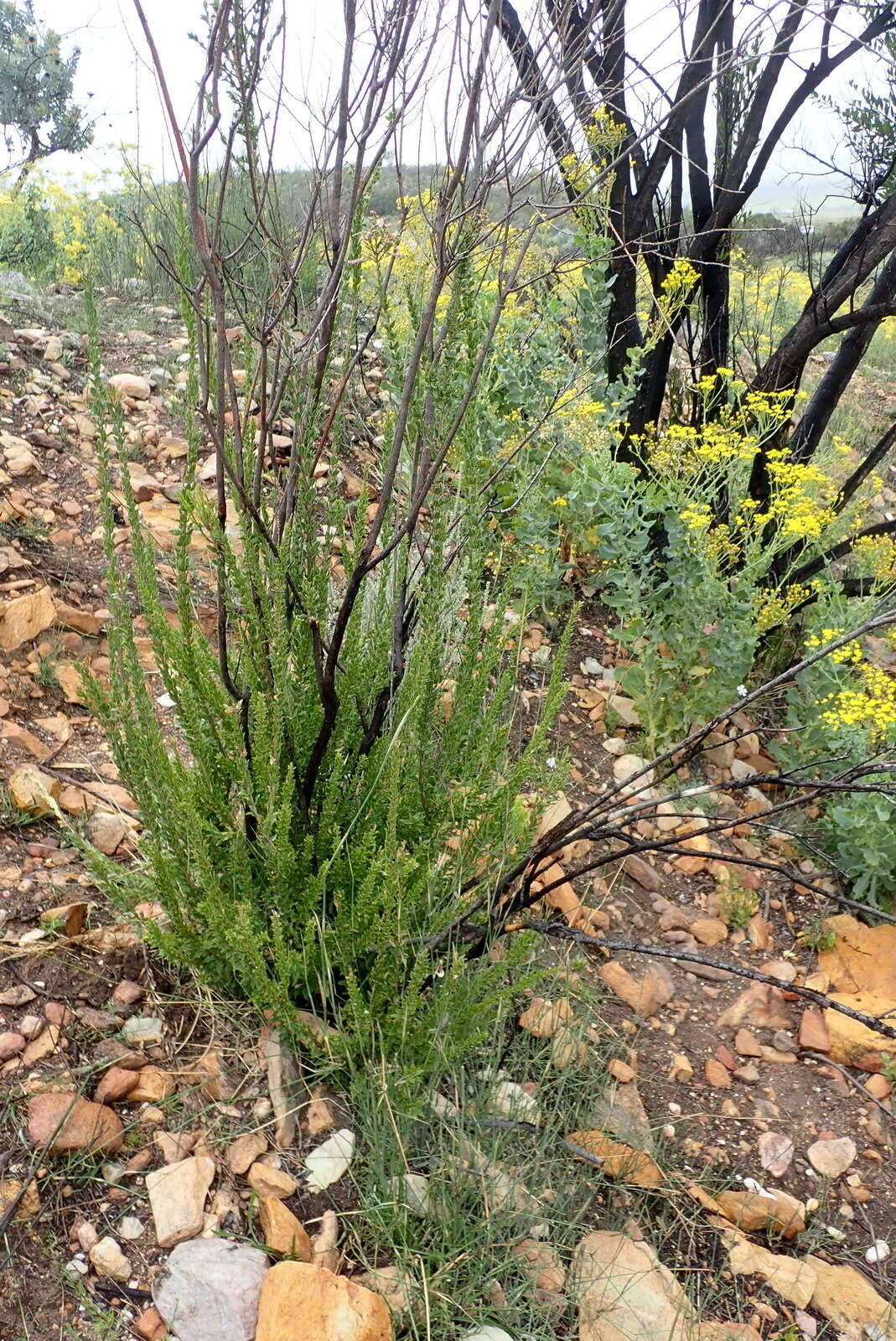 Imagem de Freylinia undulata (L. fil.) Benth.