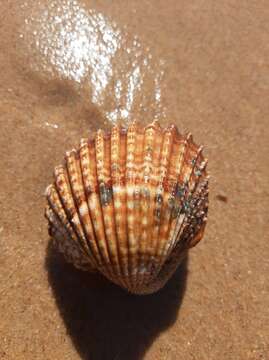 Image of European prickly cockle