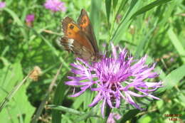 Image of Erebia euryale Esper 1777