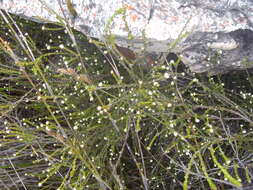 Image of Phylica incurvata Pillans