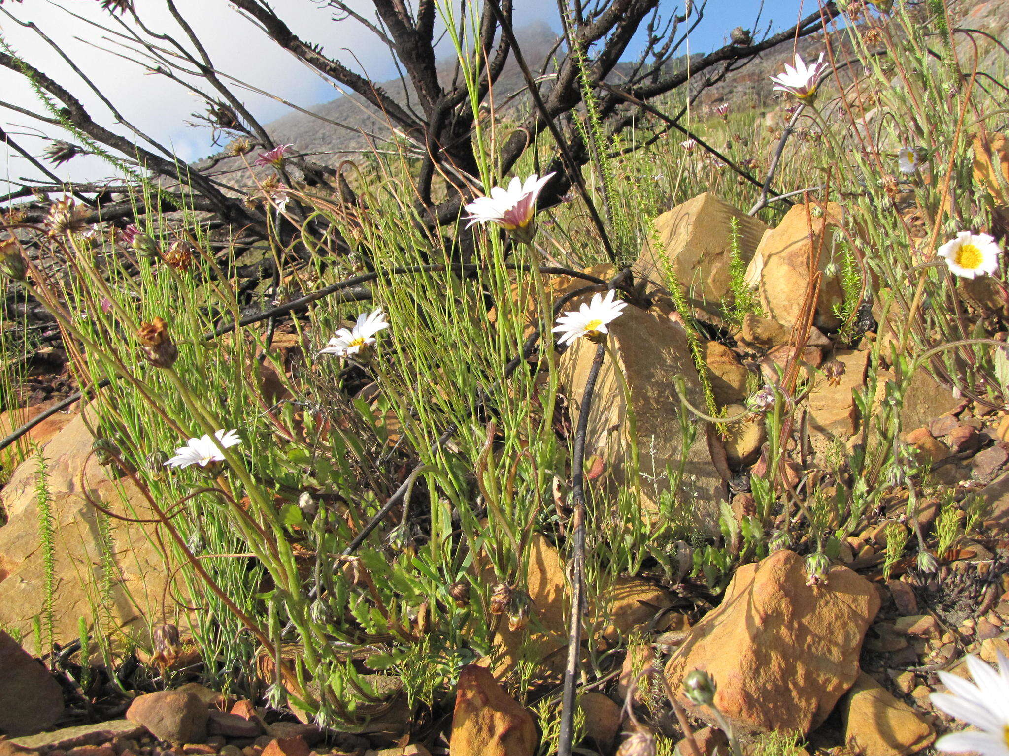 Image of Arctotis acuminata Lewin