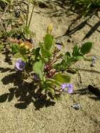 Phacelia douglasii var. petrophila Jeps. resmi