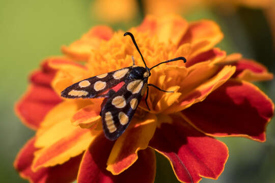 Image of Praezygaena agria Distant 1892