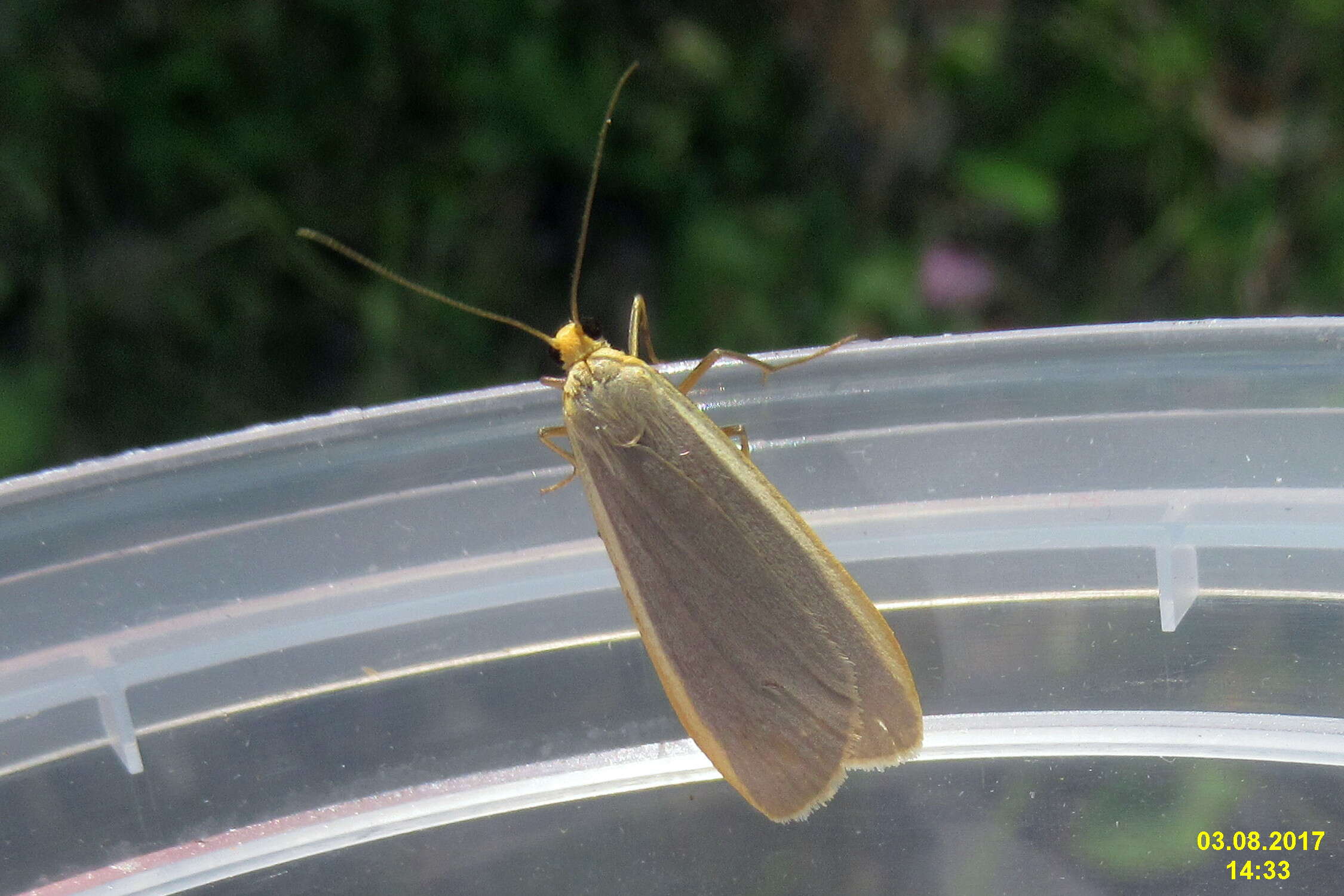 Image of common footman