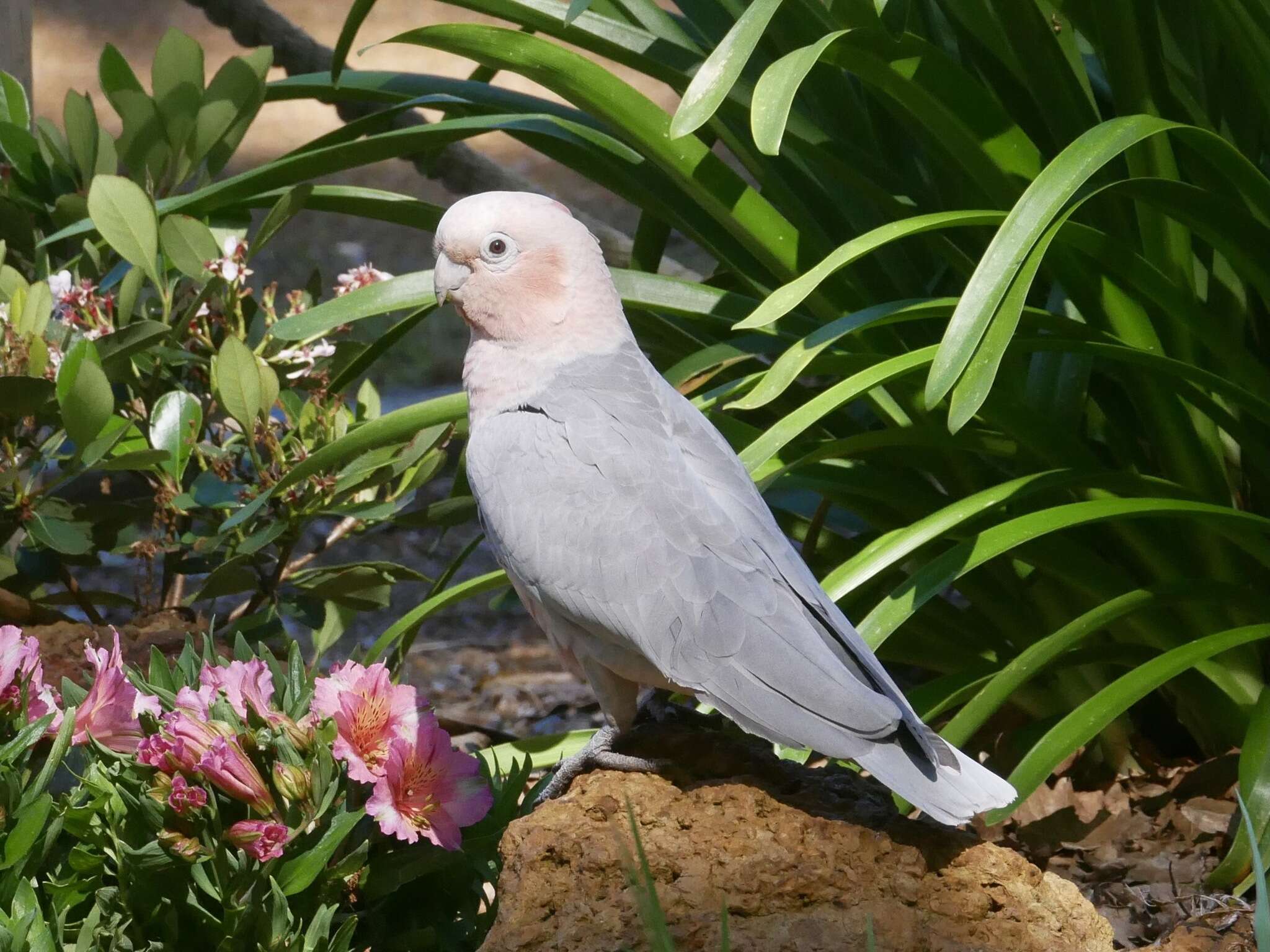 Image of Cacatuidae