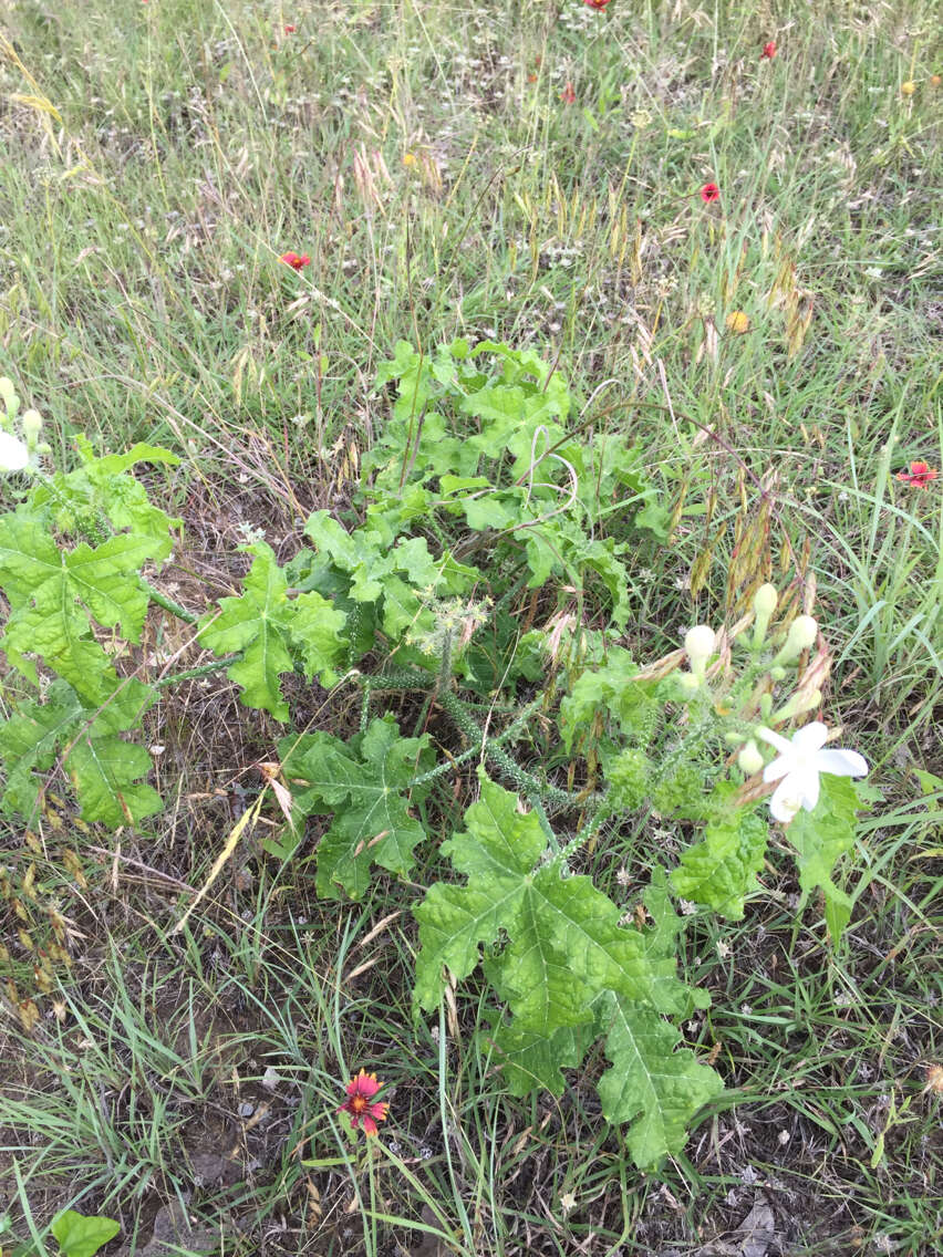 Image of Texas bullnettle