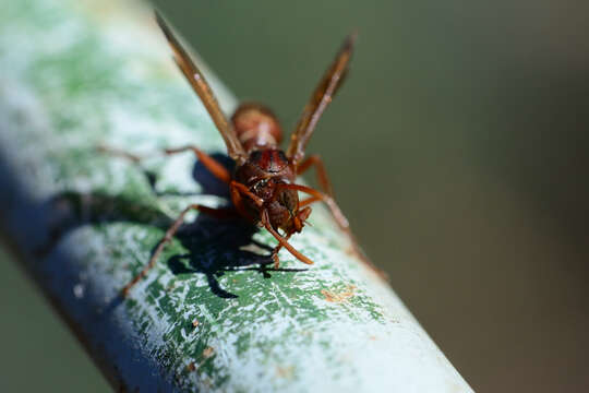 Image of Polistes madiburensis Schulthess 1921