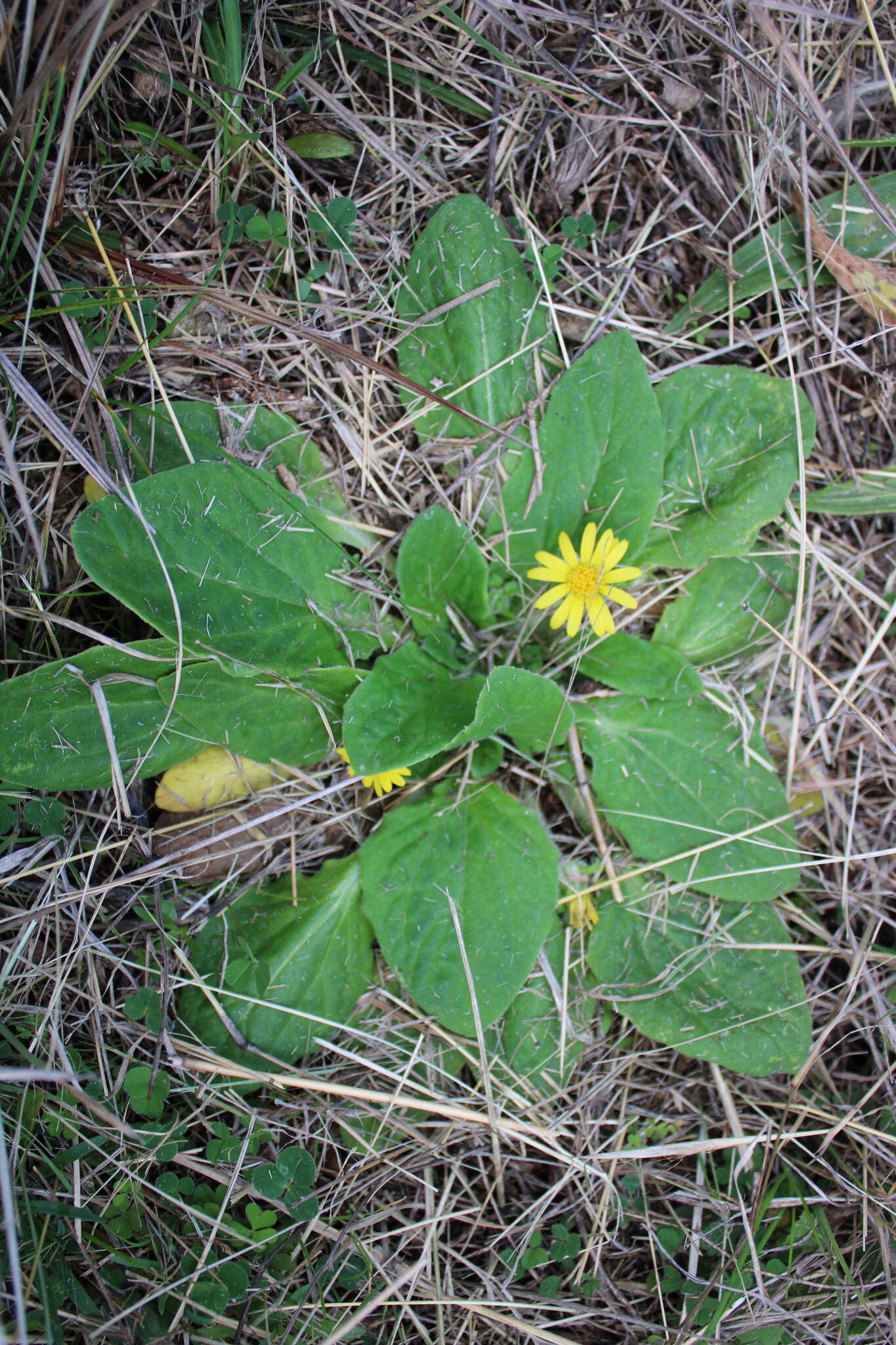 Plancia ëd Cymbonotus lawsonianus Gaud.