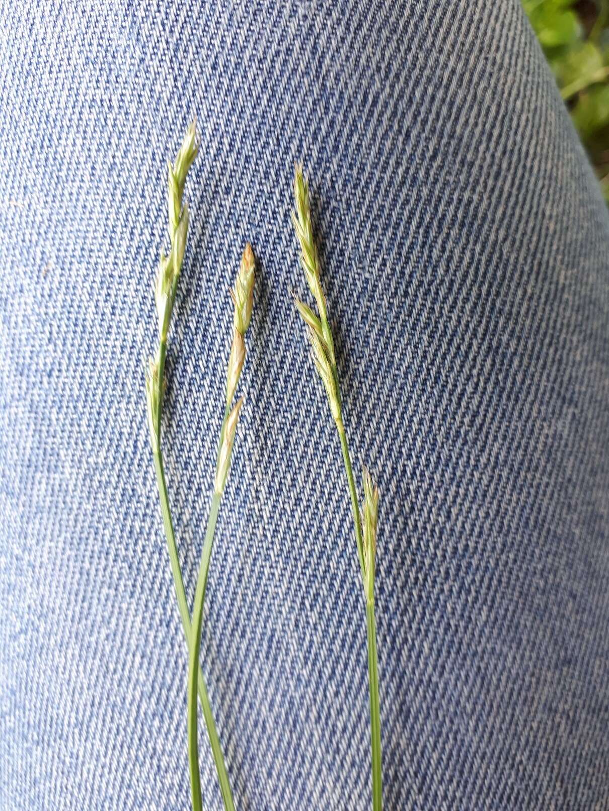 Image of brome-like sedge