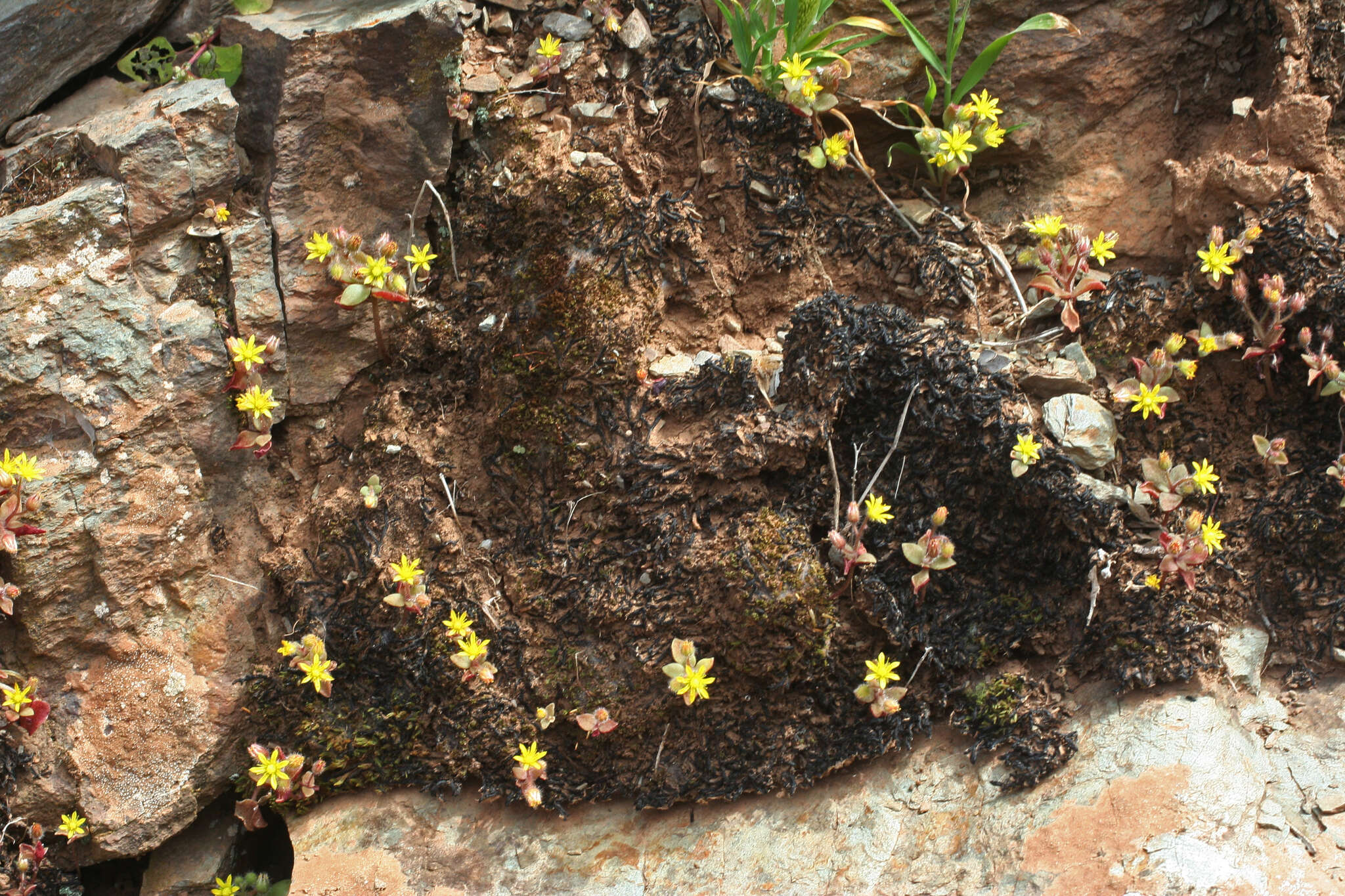 Image of Sedum modestum Ball