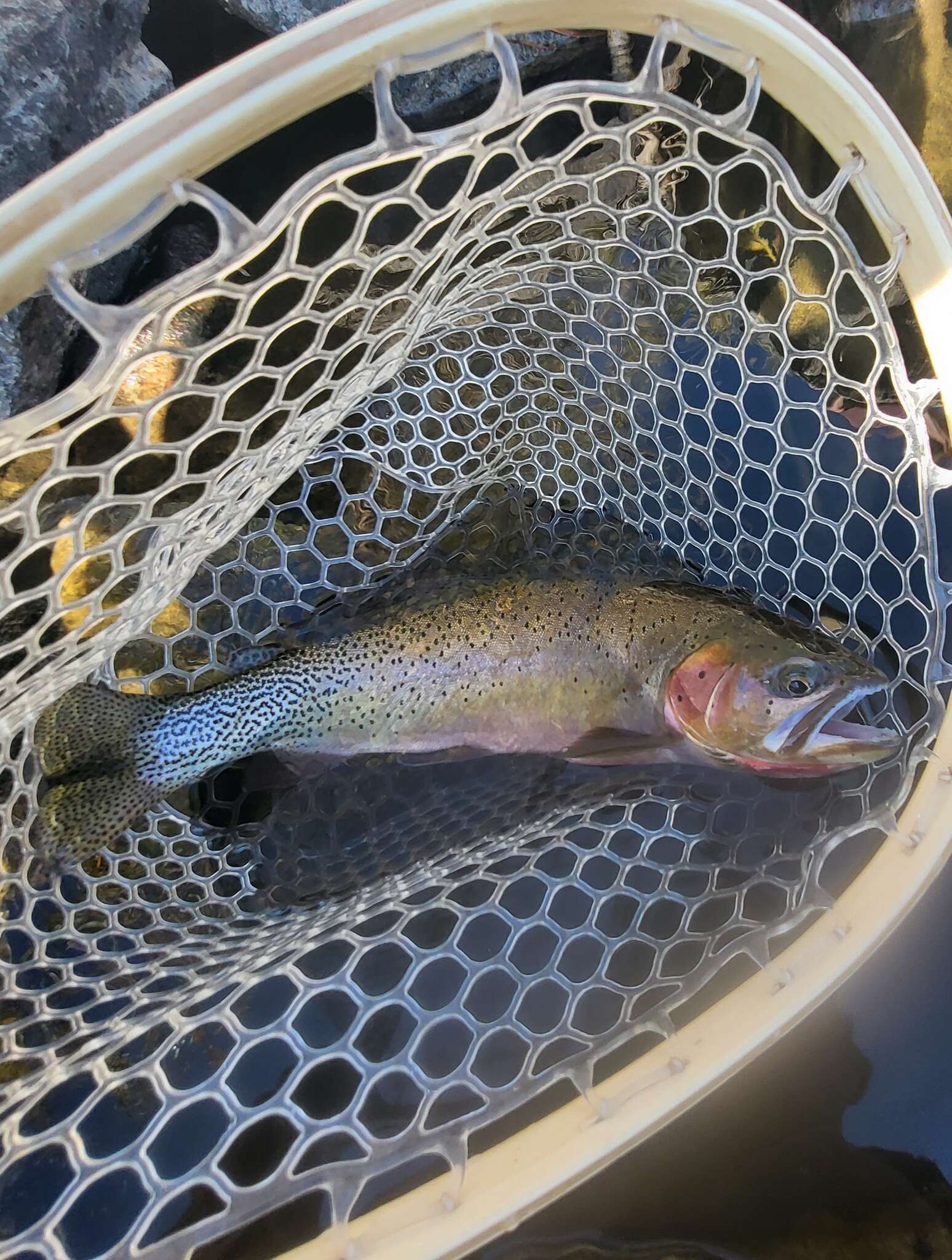 Image of Oncorhynchus clarkii lewisi (Girard 1856)