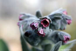 Image de Cynoglossum columnae Ten.