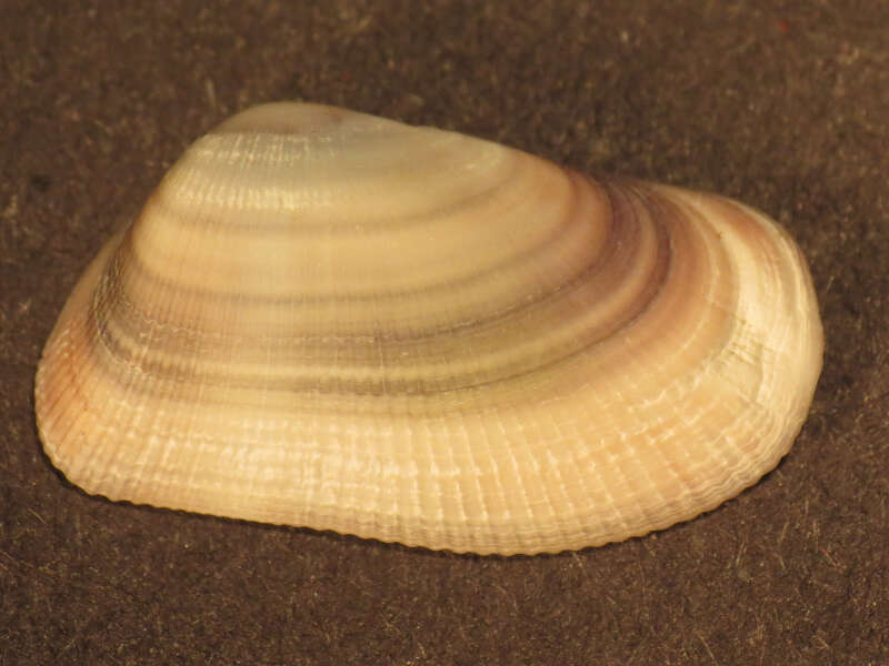 Image of Gould beanclam