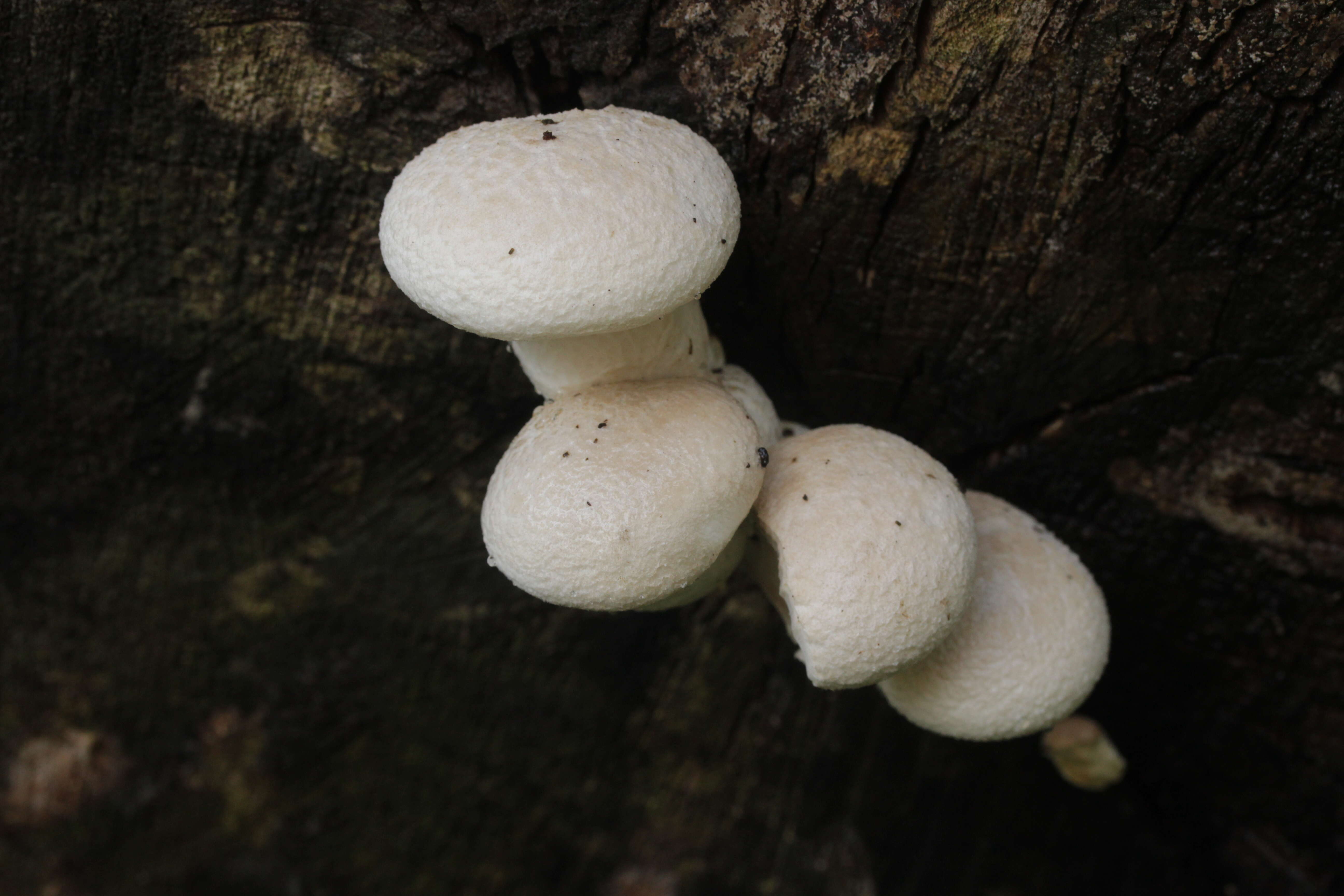 Image of Pleurotus dryinus (Pers.) P. Kumm. 1871