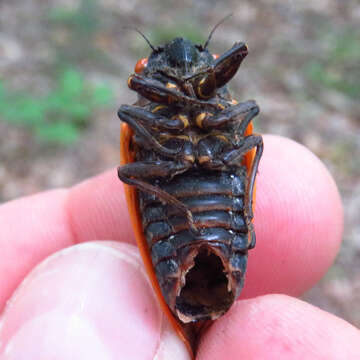 Image of Decula Periodical Cicada