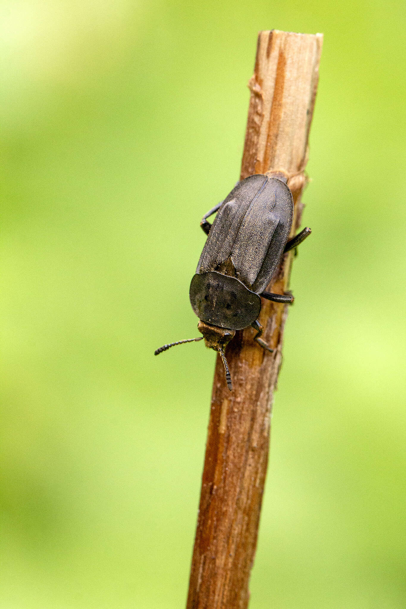 صورة Aclypea opaca (Linnaeus 1758)