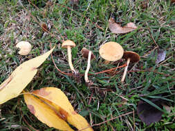 Image of Agrocybe pediades (Fr.) Fayod 1889