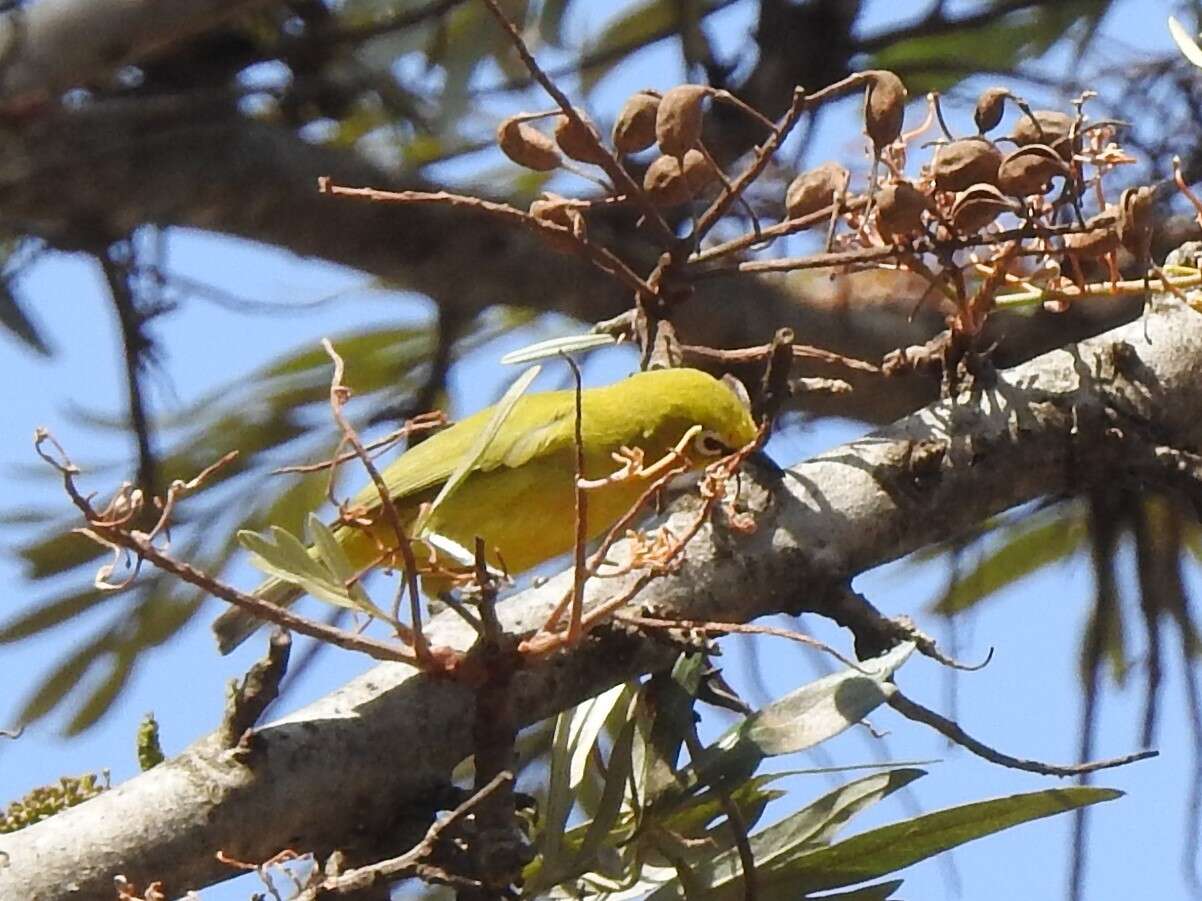 Image of African Yellow White-eye