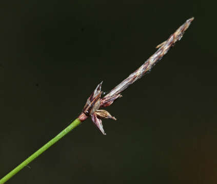 Image of Carex vanheurckii Müll. Arg.