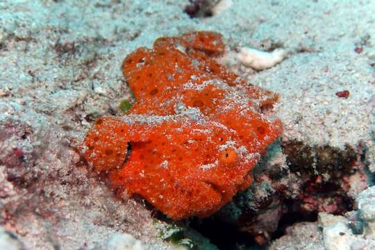 Image of Antennarius commersoni