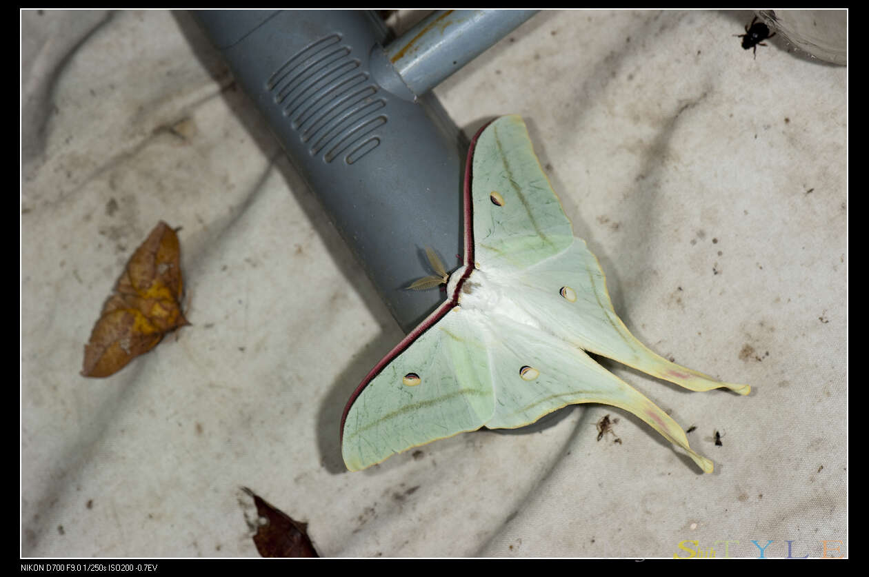 Imagem de Actias ningpoana Felder & C. 1862