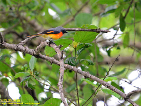 Pericrocotus cinnamomeus (Linnaeus 1766) resmi