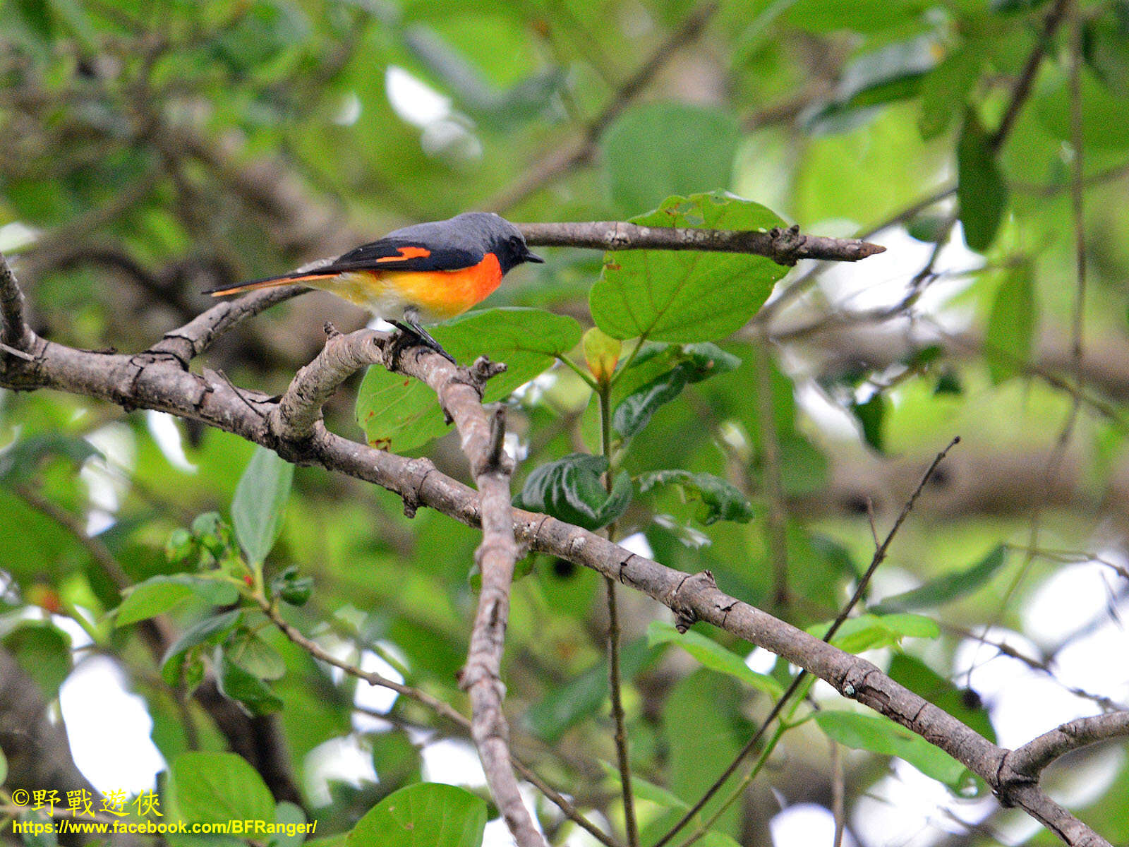 Pericrocotus cinnamomeus (Linnaeus 1766) resmi