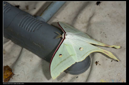 صورة Actias ningpoana Felder & C. 1862