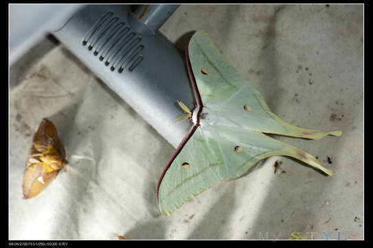 Image of Actias ningpoana Felder & C. 1862