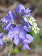 Image of Veronica arcuata (B. G. Briggs & Ehrend.) B. G. Briggs