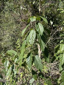 Image de Alchornea laxiflora (Benth.) Pax & K. Hoffm.