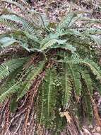 Image of narrowleaf swordfern