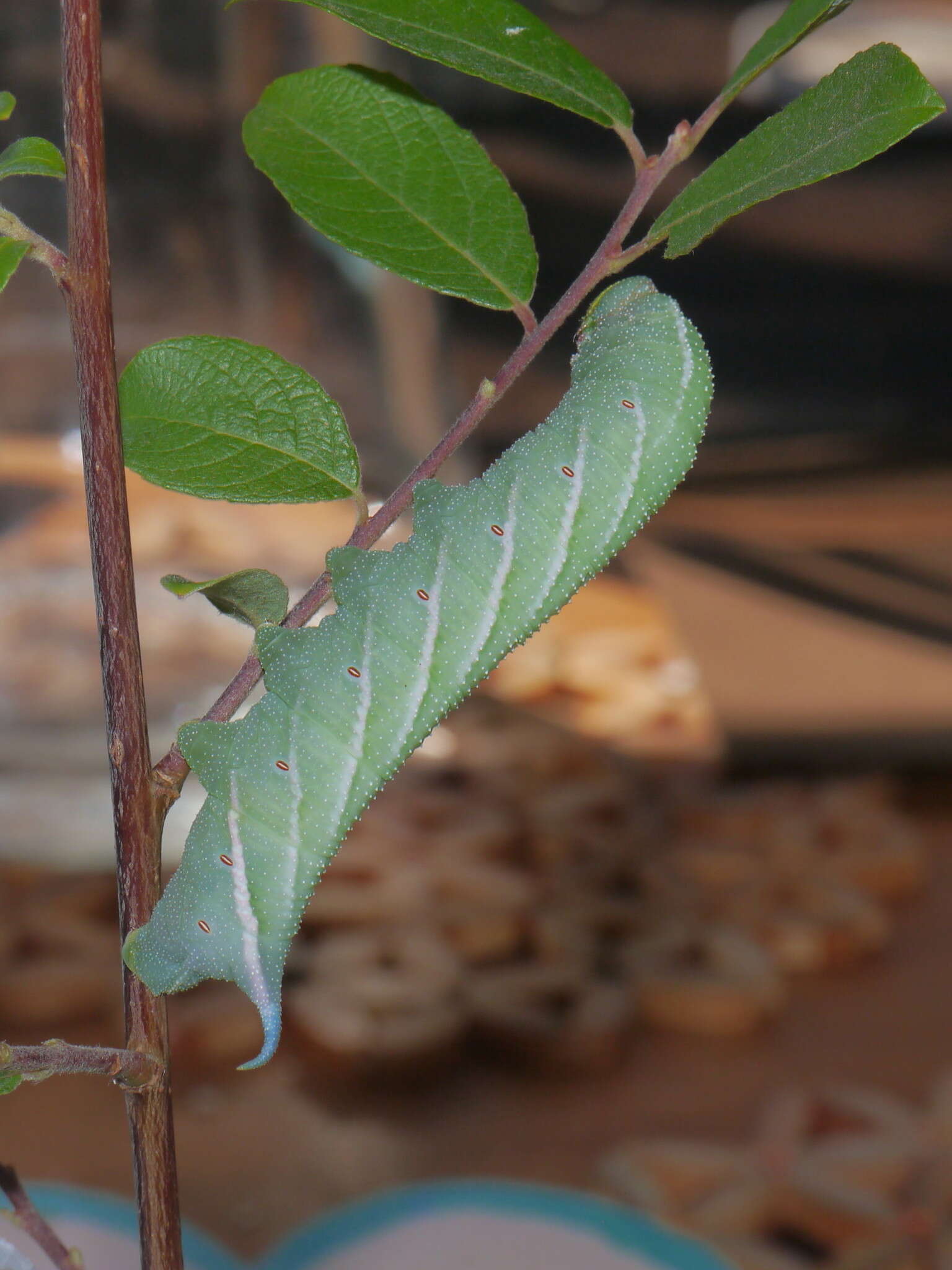 Image of Smerinthus ocellata (Linnaeus 1758)