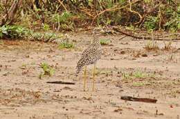 Image of Cape Thick-knee