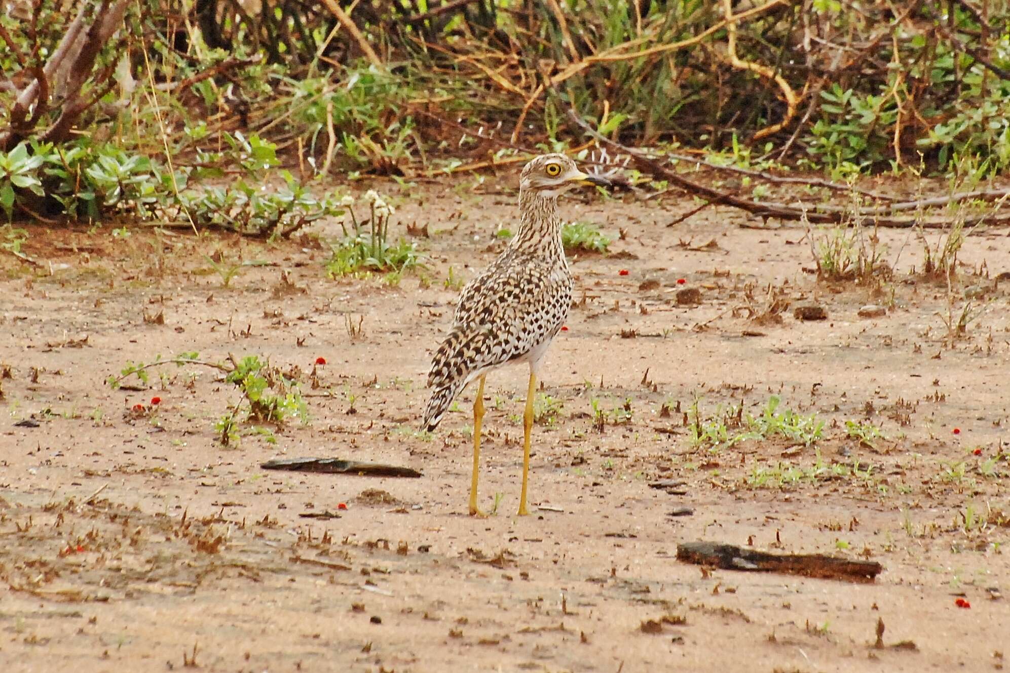 Image of Cape Thick-knee